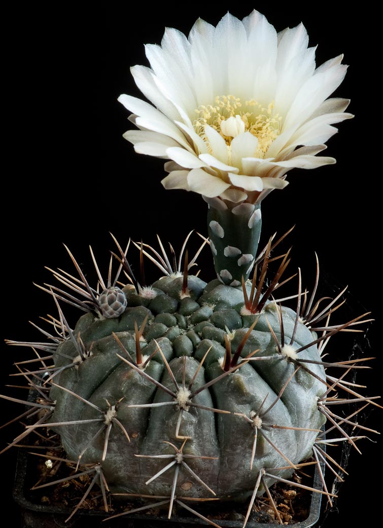 Gymnocalycium radekii